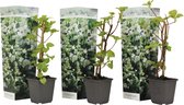 Plant in a Box - Set van 3 Hydrangea 'Petiolaris’ - Klimhortensia - Pot 9cm - Hoogte 25-40cm