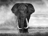 Olifant zwart/wit - Foto op plexiglas formaat 120x80cm incl. gratis ophangsysteem - Wanddecoratie