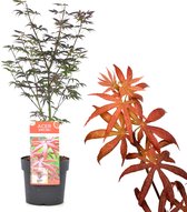 Plant in a Box - Acer palmatum Starfish - Japanse esdoorn winterhard - Pot 19cm - Hoogte 60-70cm