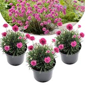 Plant in a Box - Armeria maritima - Set van 3 - Roze bloeiende tuinplanten - Pot 12cm - Hoogte 20-30cm