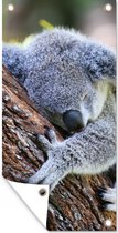 Schuttingposter Koala - Boom - Slapen - Kinderen - Jongens - Meiden - 100x200 cm - Tuindoek