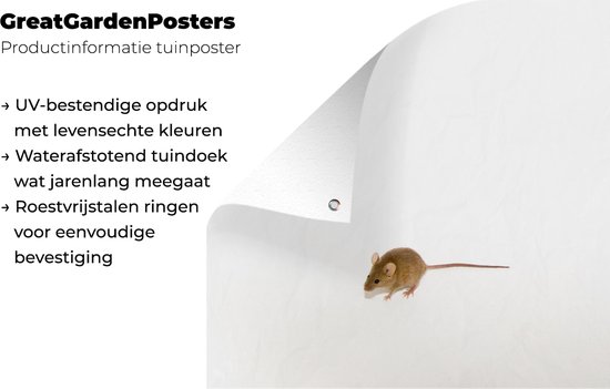 Affiche de jardin Souris devant un fond blanc toile en vrac 90x60 cm - Toile de jardin / Toile d'extérieur / Peintures d'extérieur (décoration de jardin)