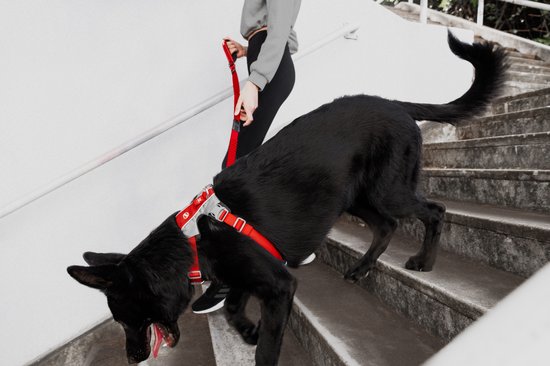 Harnais De Voiture Pour Chien EzyDog - Sécurité Voyage Avec Ceinture, Réfléchissant Et Rembourré (Taille L Rose)