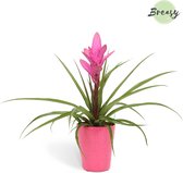 Breasy Bromelia Tillandsia Antonio in roze keramieken sierpot | tropisch bloeiende kamerplant| 1 stuks | Ø13cm |  35-50 cm