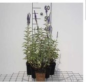6 x Veronica spicata - Ereprijs in pot 9 x 9 cm