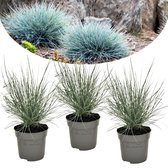 Plant in a Box - Festuca glauca 'Elijah Blue' - Set van 3 Festuca - Winterharde tuinplanten - Siergras - Pot 9cm - Hoogte 10-15cm