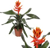 Breasy Bromelia Aechmea pepita elegant flames | tropisch bloeiende kamerplant| 1 stuks | Ø 13cm |  35-50 cm