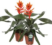 Breasy Bromelia Aechmea pepita elegant flames | tropisch bloeiende kamerplant| 2 stuks | Ø 13cm |  35-50 cm