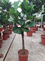 Ficus Lyrata op stam van wel 160 cm. tabaksplant of vioolbladplant  , gratis thuisbezorgd.