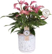 Anthurium Zizou in sierpot Medan (wit) ↨ 45cm - hoge kwaliteit planten