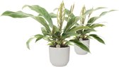 Duo Anthurium 'Jungle Bush' in ELHO Vibes (zijdewit) ↨ 45cm - 2 stuks - hoge kwaliteit planten