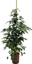 Ficus danielle M hydrocultuur plant