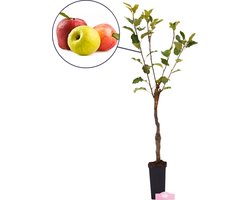 foto van Malus domestica 'Trio appel' drie soorten aan één boom - 3 liter pot - Uniek!