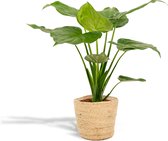 Alocasia Cucullata - Olifantsoor - 65cm hoog, ø19cm - Kamerplant in mand - Grote kamerplant - Luchtzuiverend - Vers van de kwekerij