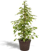 Ficus Benjamina Goldenking Met mand - Treurvijg - 95cm hoog , 21Ø - Kamerplant