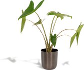 Alocasia Zebrina - Olifantsoor - 80cm hoog, ø19cm - Kamerplant in pot - Grote kamerplant - Luchtzuiverend - Vers van de kwekerij