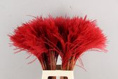 Oneiro’s Luxe Droogbloemen DF Miscanthus Bs(15pc) Red 75cm – hotel chique - binnen - accessoires - decoratie – bloemen – mat – glans – industrieel