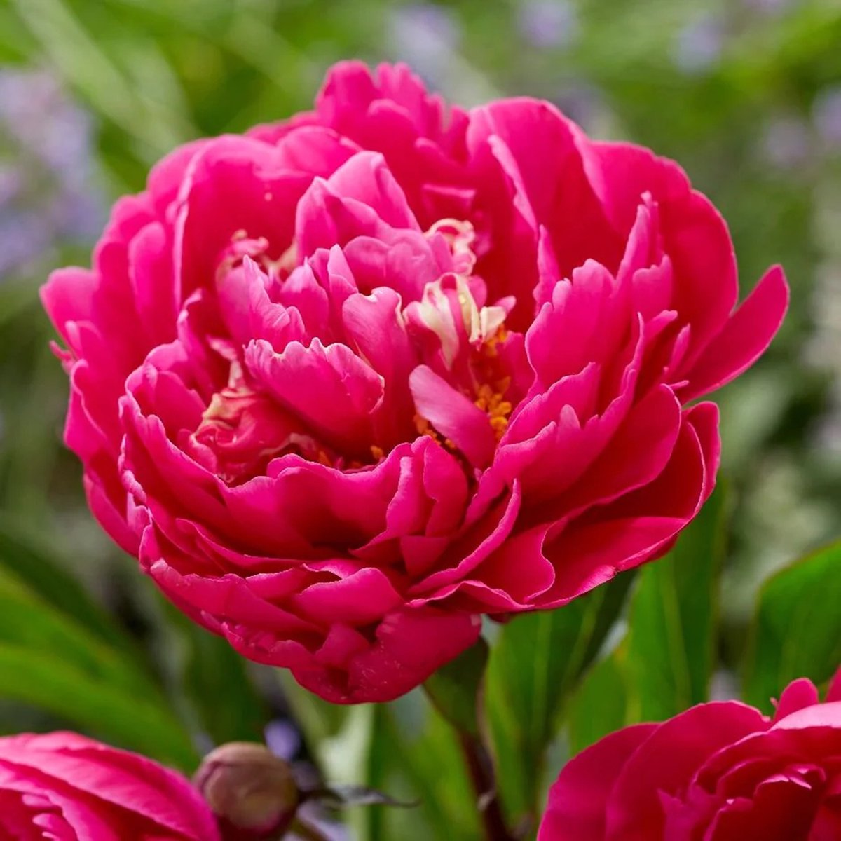 Paeonia Karl Rosenfield 2 stuks  3/5 - Pioenroos - Pioen