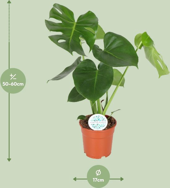 La Plante à Trous, Plante d'Intérieur Verte, Tropicale, Monstera Deliciosa - Plante à Trous - 65cm - Ø21