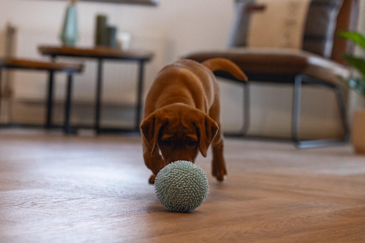 Beeztees Puppy Bal - Eco Speelgoed thumbnail 3