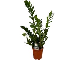 Zamioculcas Zamiifolia – ZZ Plant – Onderhoudsvrije Kamerplant – Perfect voor Beginners