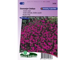 Sluis Garden - Steenanjer Lindoya (Dianthus)