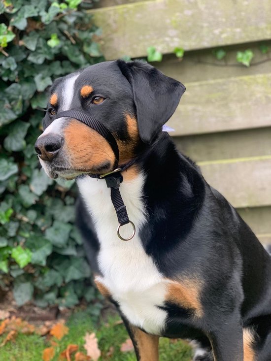 Grand chien noir et brun avec une longe de tête et un collier Gentle Leader noirs.