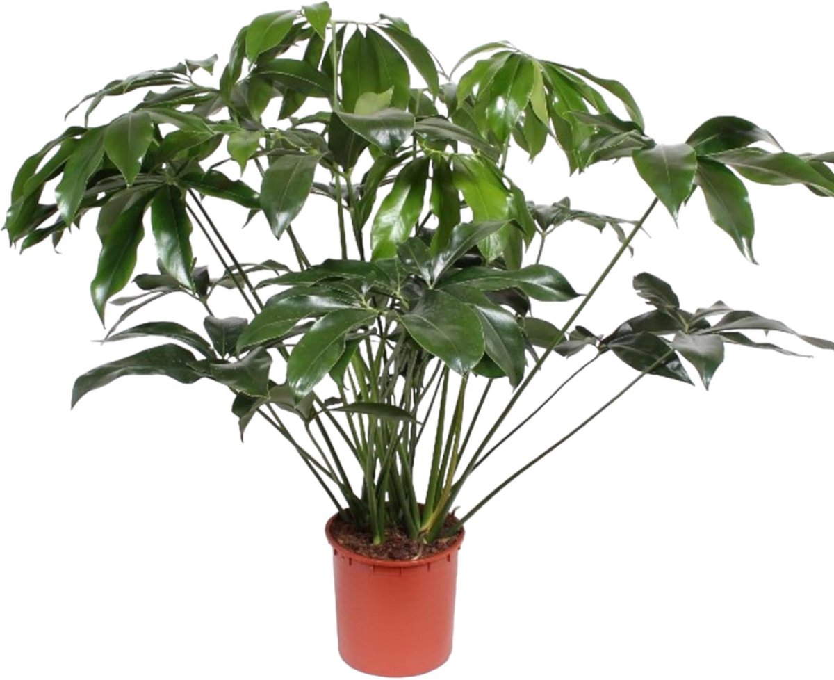 Philodendron Green Wonder - 140 cm - ø34