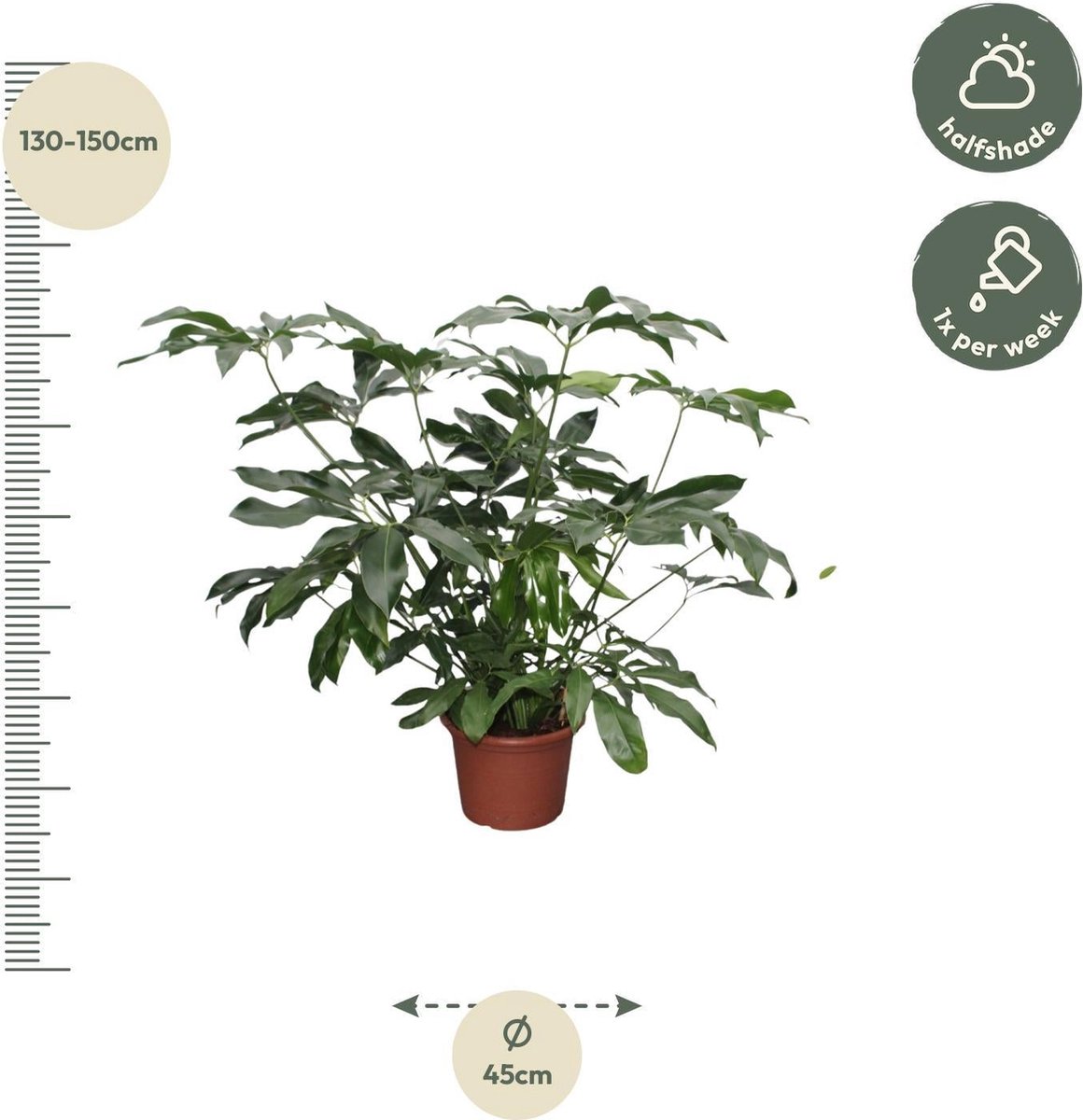 Philodendron Green Wonder XL - 140 cm - ø45
