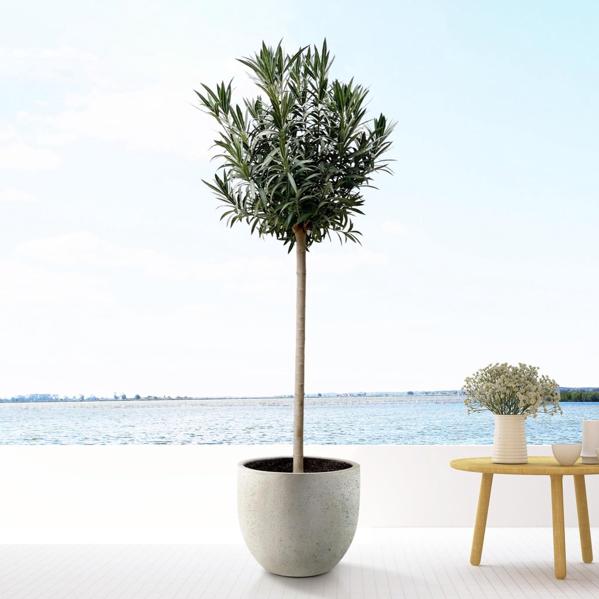 Nerium Oleander op stam met rode bloem - 200cm- Ø35