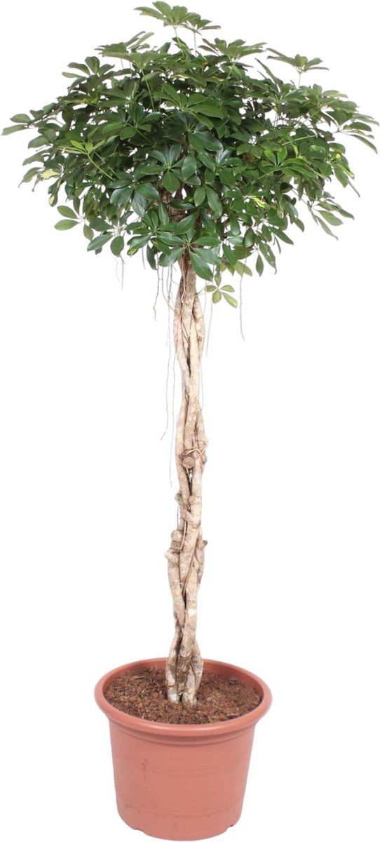 Green Harmony - Schefflera Arboricola Compacta gevlochten stam - 200 cm - ø50