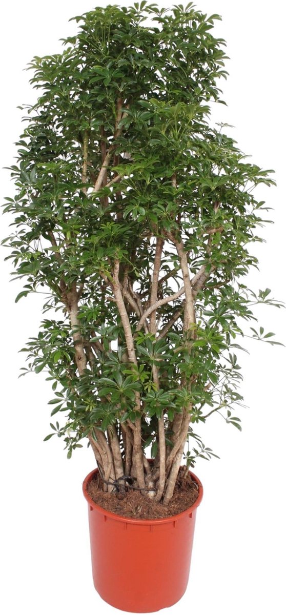Green Harmony - Scheflera Luseana - 160 cm - ø34