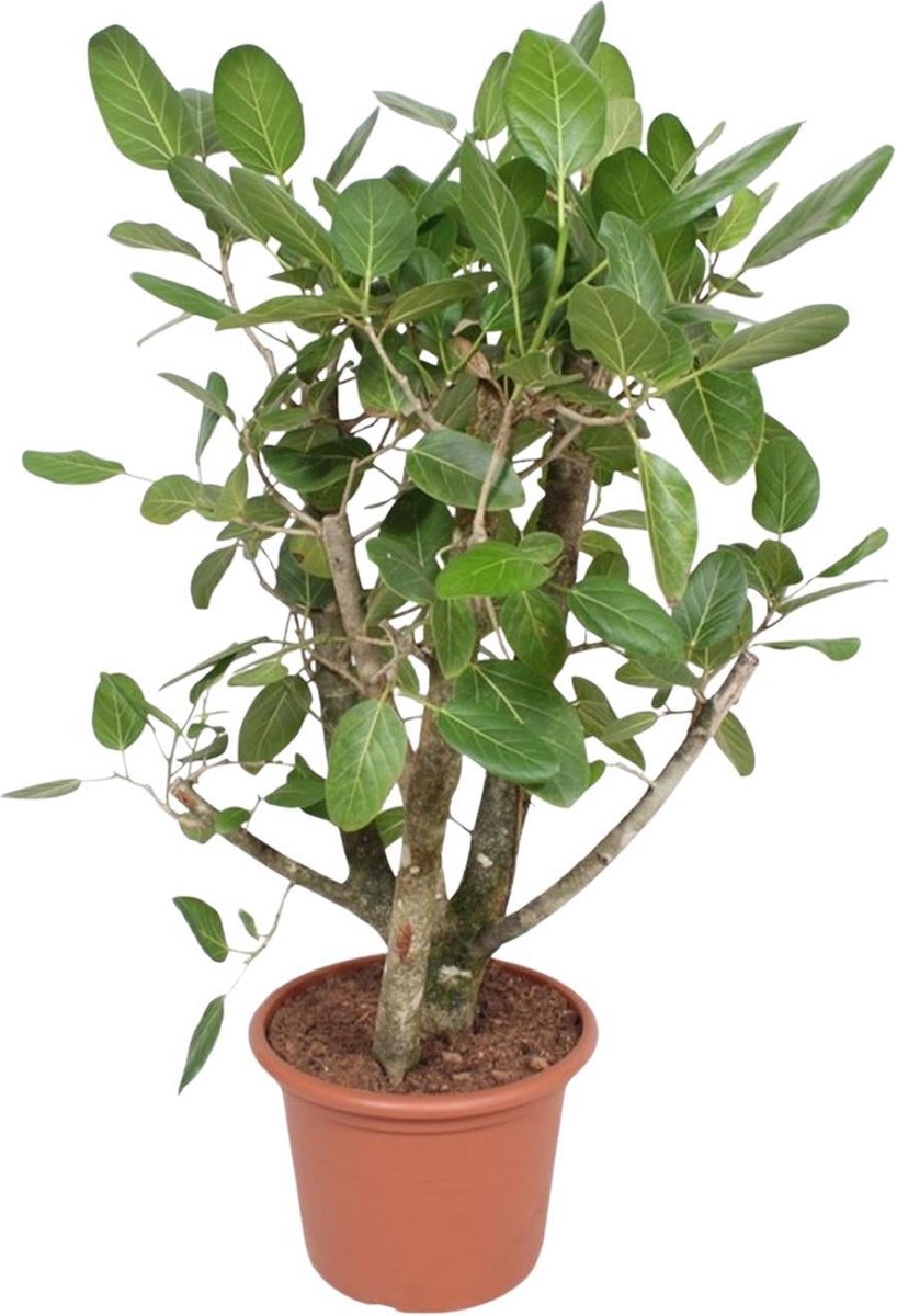 Ficus Benghalensis vertakt - 140 cm - ø40