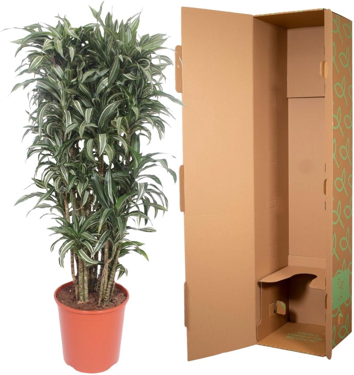 Dracaena Warneckei compacta - 140 cm - ø30