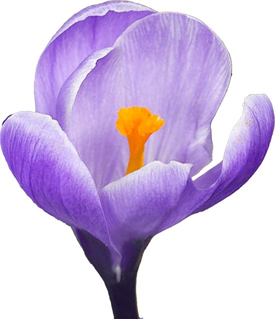 Krokusbollen 50 x ’Grand Maitre’ – The Bulb Farmers - Voorjaar – NL gekweekt - Krokus Bollen - Bloembollen