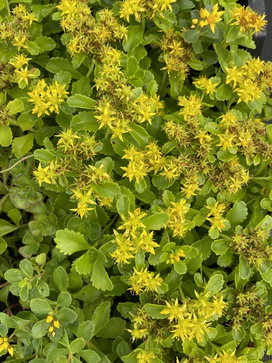 Groene, vlezige bladeren met kleine, gele stervormige bloemen.