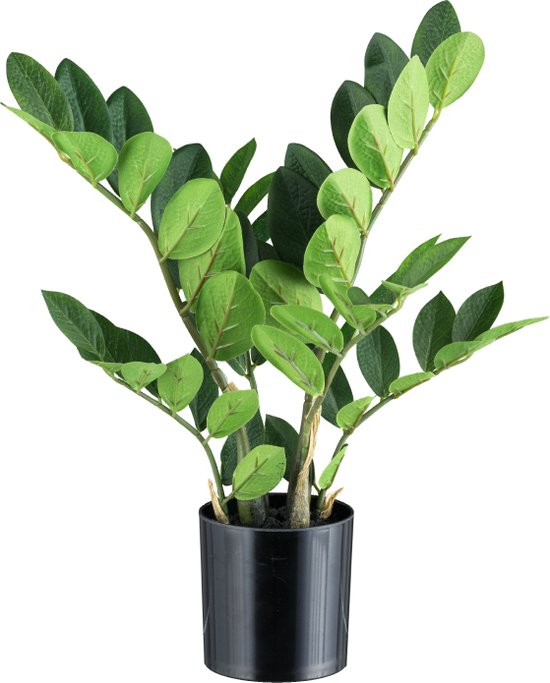bucka borsó Felnőttkor plantes artificielles de luxe Rossz sors regény diagnoszt