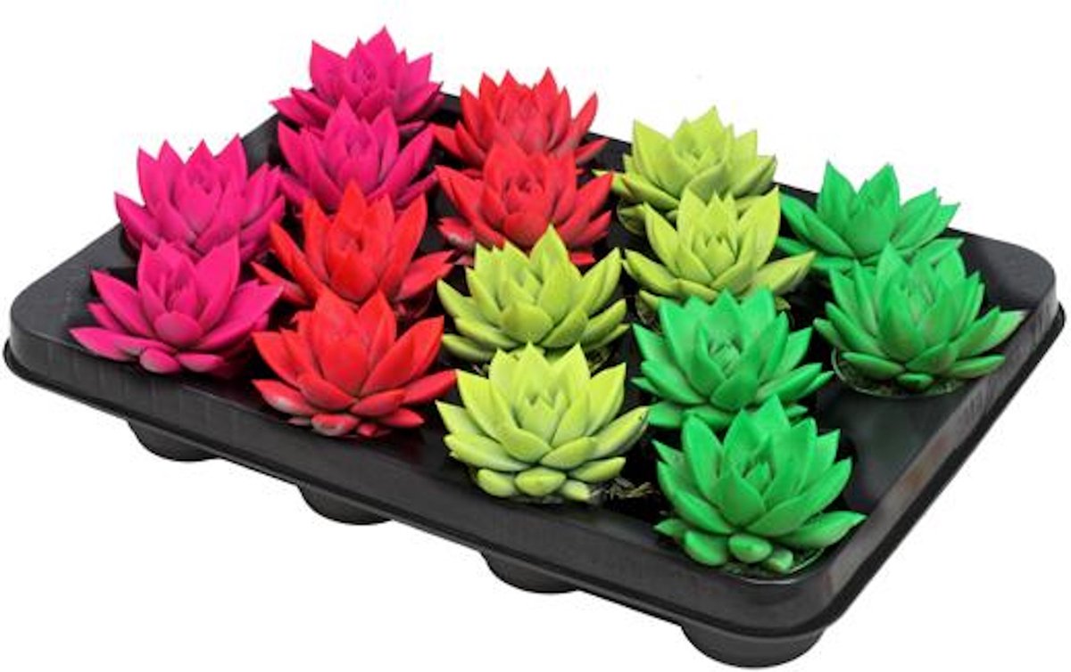 Vetplanten Echeveria gekleurde Neon kleuren Mix Set van 16 stuks Ø6cm 8cm succulenten