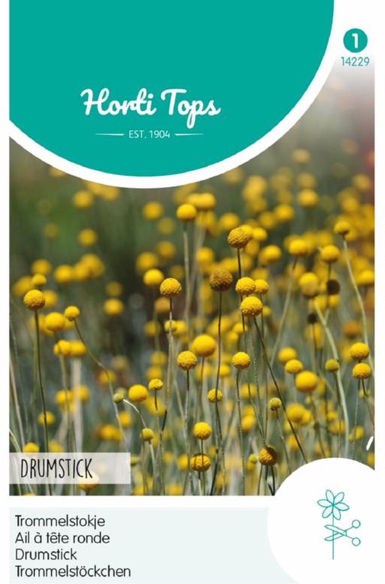 Trommelstokje Drumstick (Craspedia globosa)