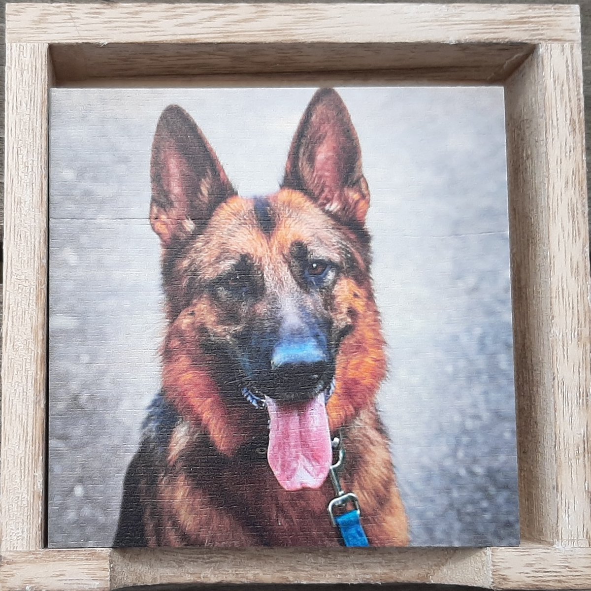 Onderzetters Herdershond – Set van 6 – Hout – Inclusief Houten Opbergbakje – 10 x 10 cm