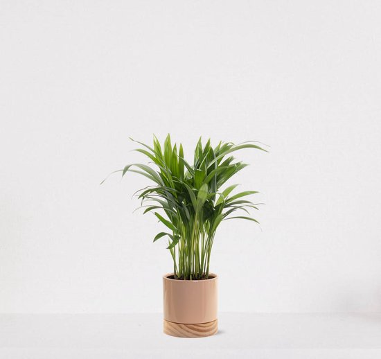 Areca en pot décoratif Emma wood Taupe – plante d'intérieur purificatrice d'air – peu d'entretien Palmier doré - 35-50cm - Ø13 – livré avec pot – fraîchement sorti de la pépinière