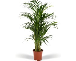 Vlinderpalm / Goudpalm kamerplant, Areca palm - Ø19cm - 70cm