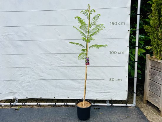 Jacaranda Mimosifolia - Sierlijke boom - Varen - Pot ⌀ 24cm - Hoogte 150-170cm