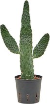 Plantenboetiek.nl | Opuntia Consolea - Ø13cm - 55cm hoog - Kamerplant - Groenblijvend - Cactus & Vetplanten