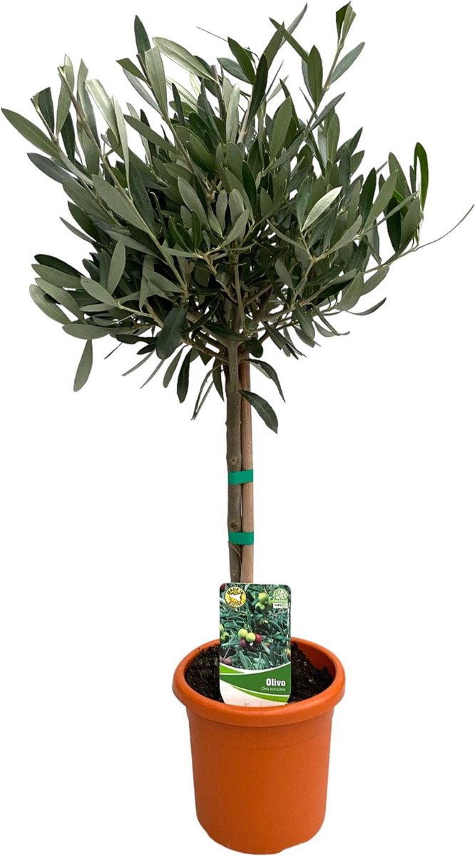 Plantenboetiek.nl Olea Europaea op stam Ø15cm 60cm hoog Tuinplant