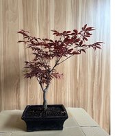 Acer - Bonsai boompje - 12 jaar oud - Hoogte: 40cm, Ø 25cm - Esdoorn - Buiten bonsai –inclusief keramiek pot- FR Service