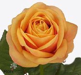 DutchFlowers - Boeket - 10x Rosa heliana orange+ 50cm