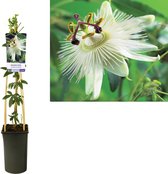 Passiebloem, kleur wit, Passiflora 'Constance Elliott', Ø17cm - 75cm