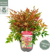 5 stuks | Nandina domestica Obsessed C2 25-30 cm