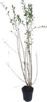 Ligustrum vulgare 'Atrovirens' C4.5 100-125 cm - Bladverliezend - Populair bij vogels - Semi-bladhoudend - Weinig onderhoud